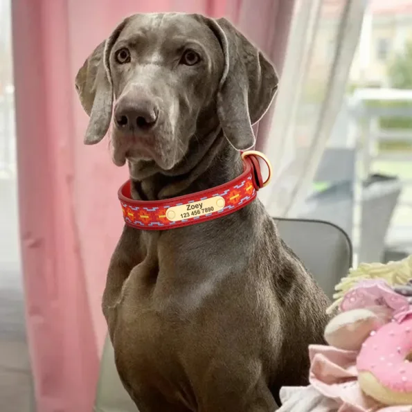 Collier chien personnalisé en cuir avec gravure