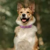 Collier de chien personnalisé en Nylon
