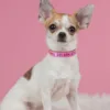 Collier de chien personnalisé en Nylon