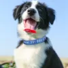 Collier de chien personnalisé en Nylon