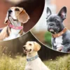 Collier de chien personnalisé en cuir PU gravé personnalisé
